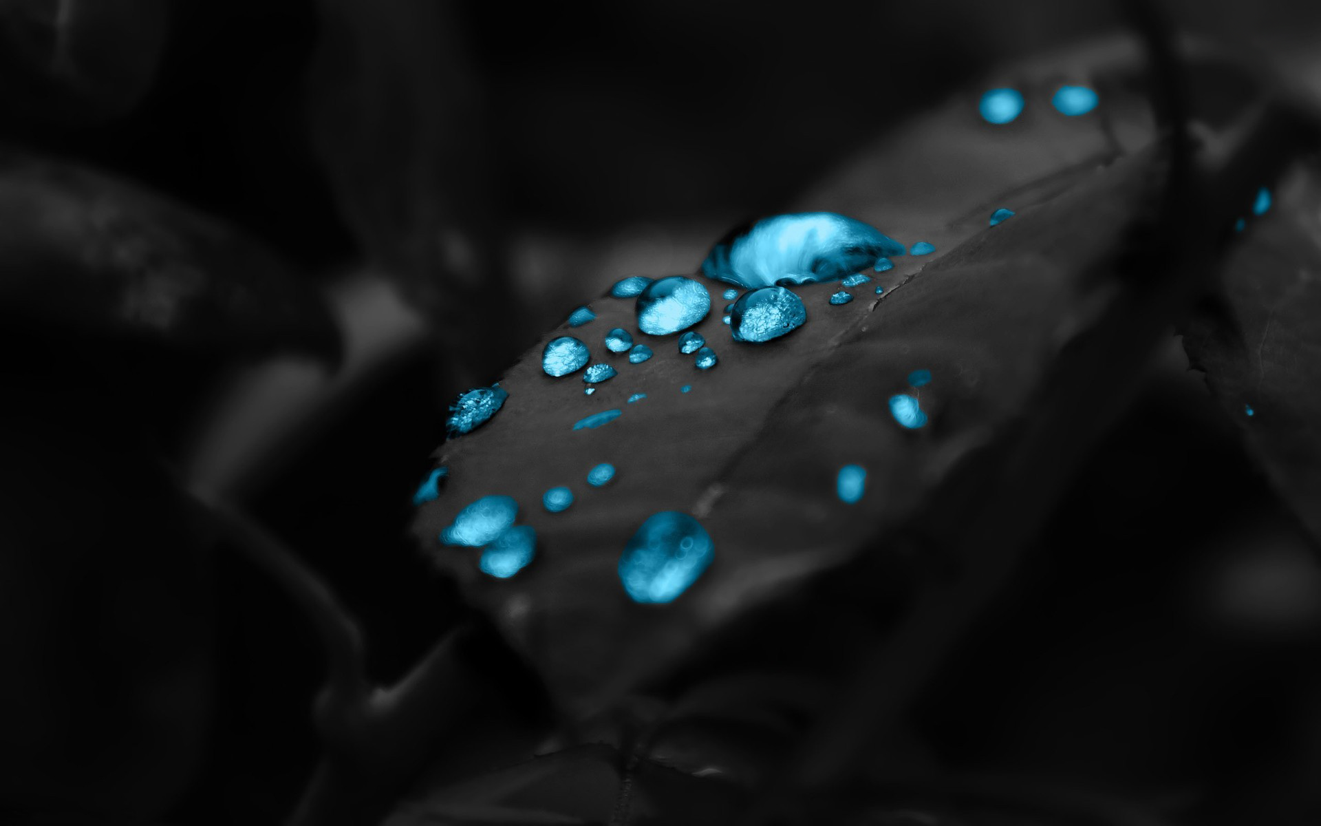 14844-blue-water-drops-on-a-dark-leaf-1920x1200-digital-art-wallpaper