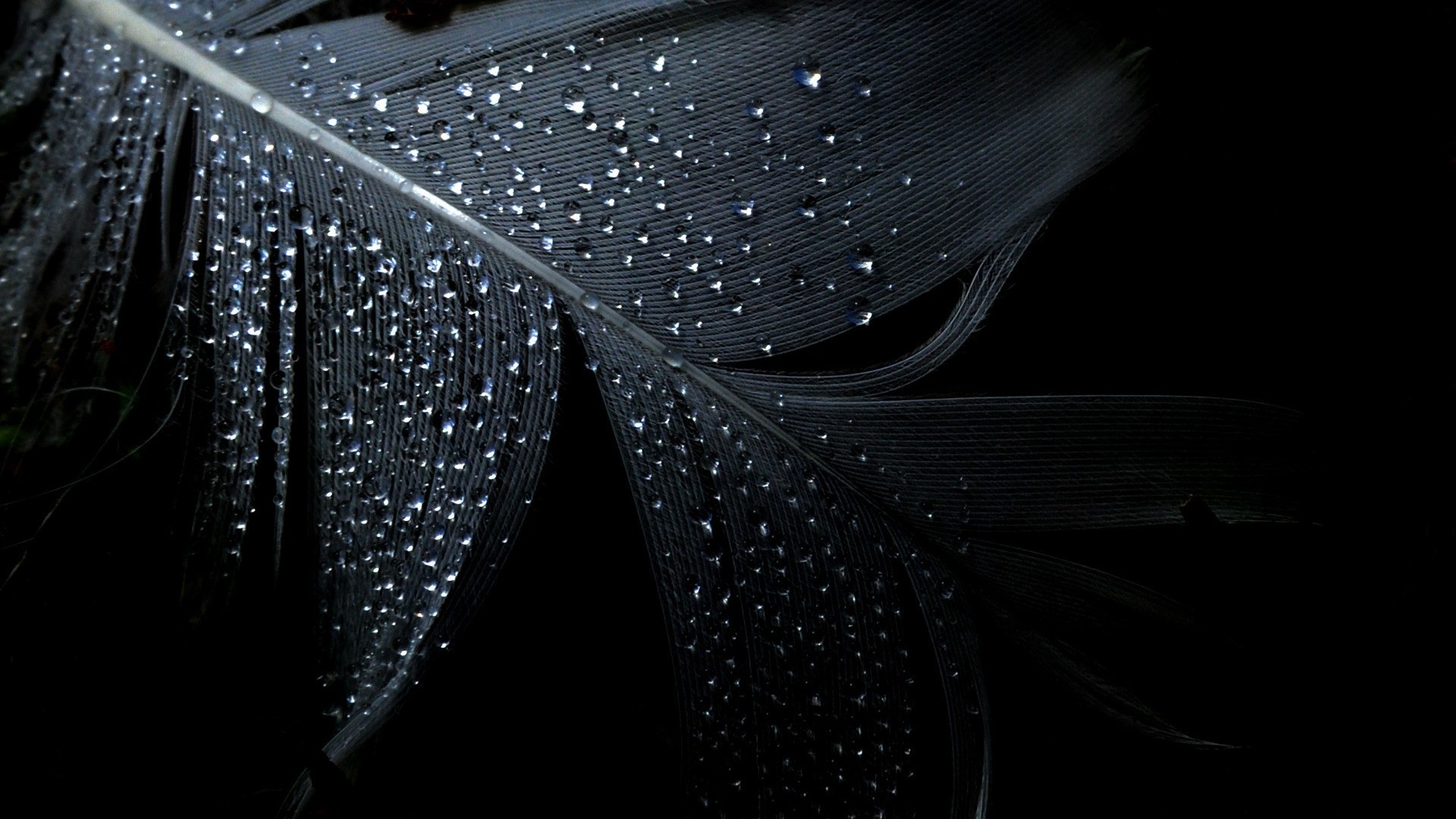 2013-12-Wet-dark-feather-HD-Photography-Wallpaper